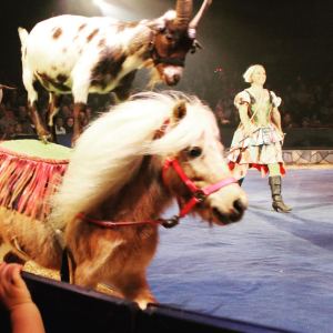 There is nothing natural about a goat riding a horse :(