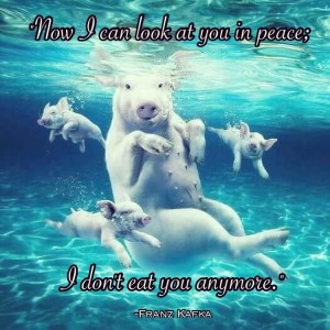 kafka_quote_exuma_pigs