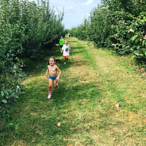 Reya Blue Jay Apple Orchards